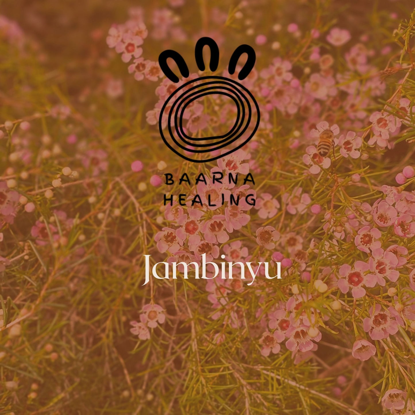Jambinyu (Geraldton wax) Bush Medicine Rub